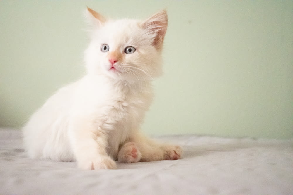 short-furred white kitten sitting on white surface
