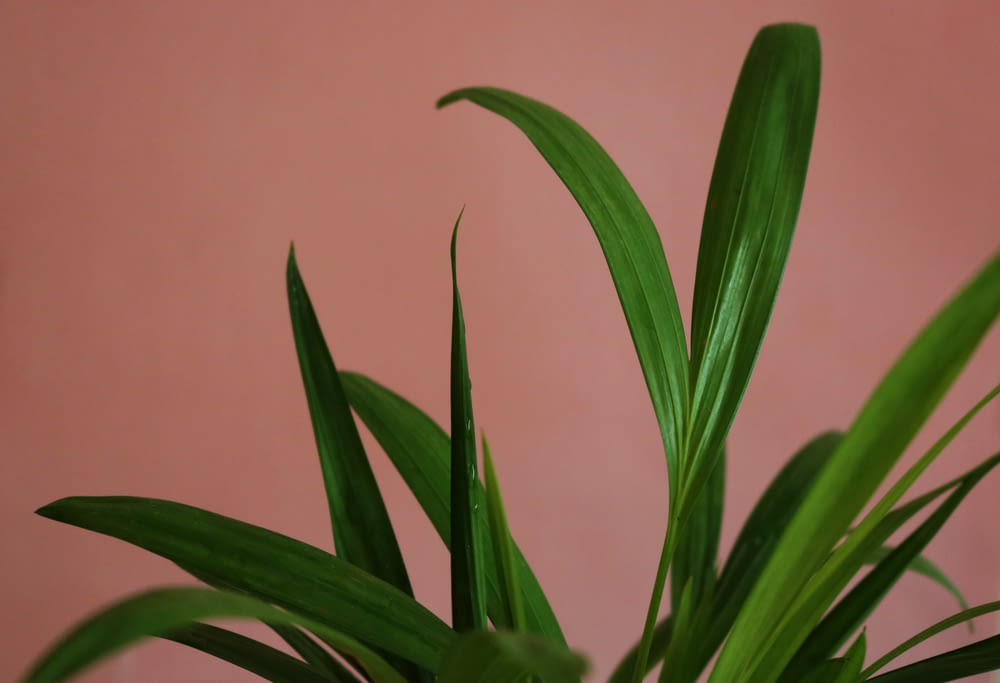 a close up of a plant with a pink background