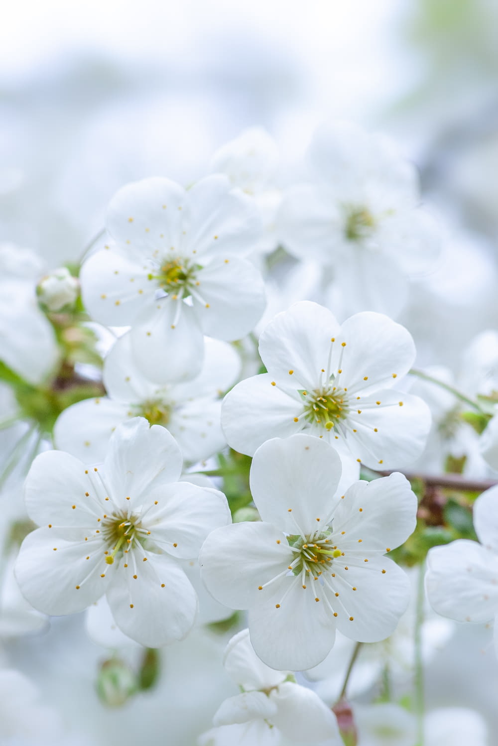 fleurs de cerisier blanc en fleurs