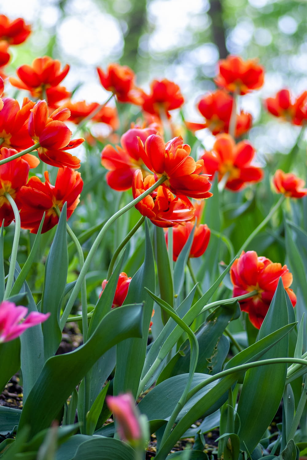selective focus photo of red-and-orange-petaled flowes