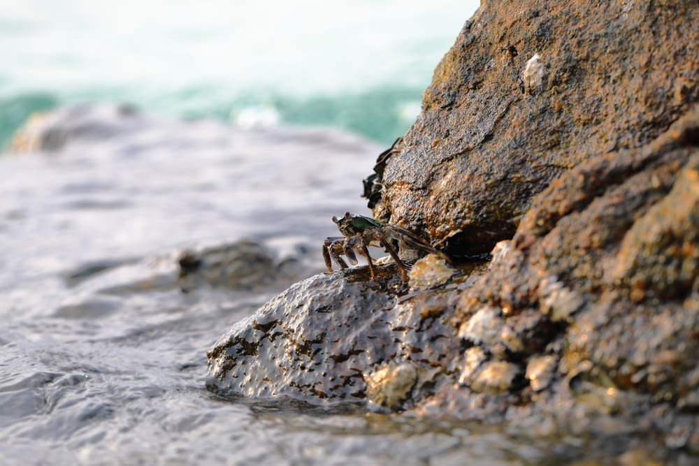 a crab crawling on a rock next to the ocean