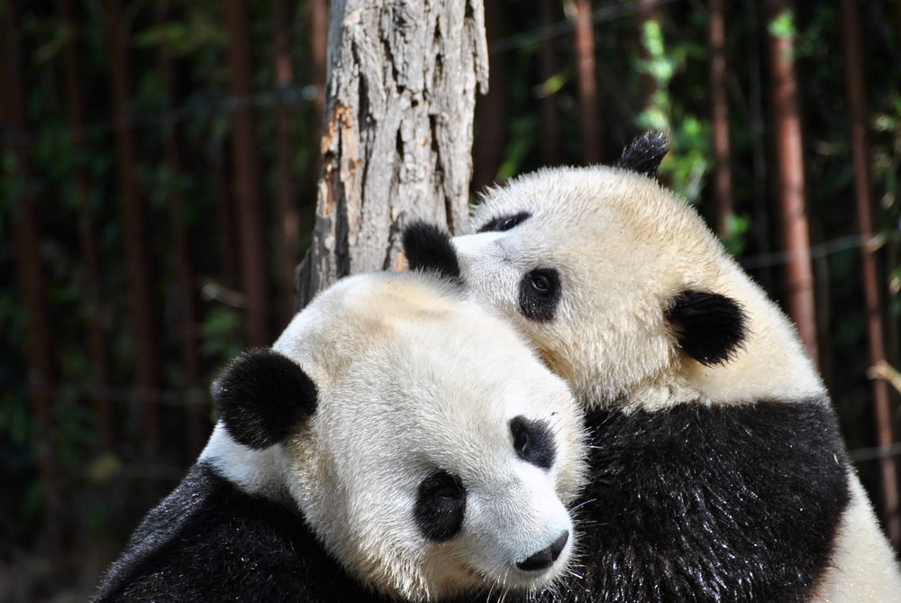 Dois pandas abraçados na frente da árvore durante o dia