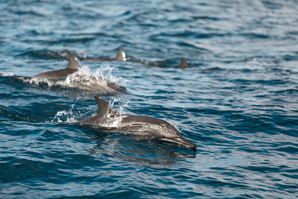 dois golfinhos nadando no corpo de água
