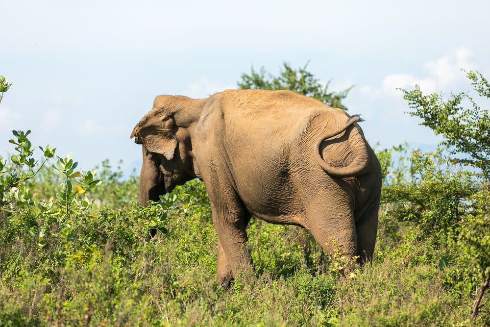 éléphant brun sur un champ herbeux