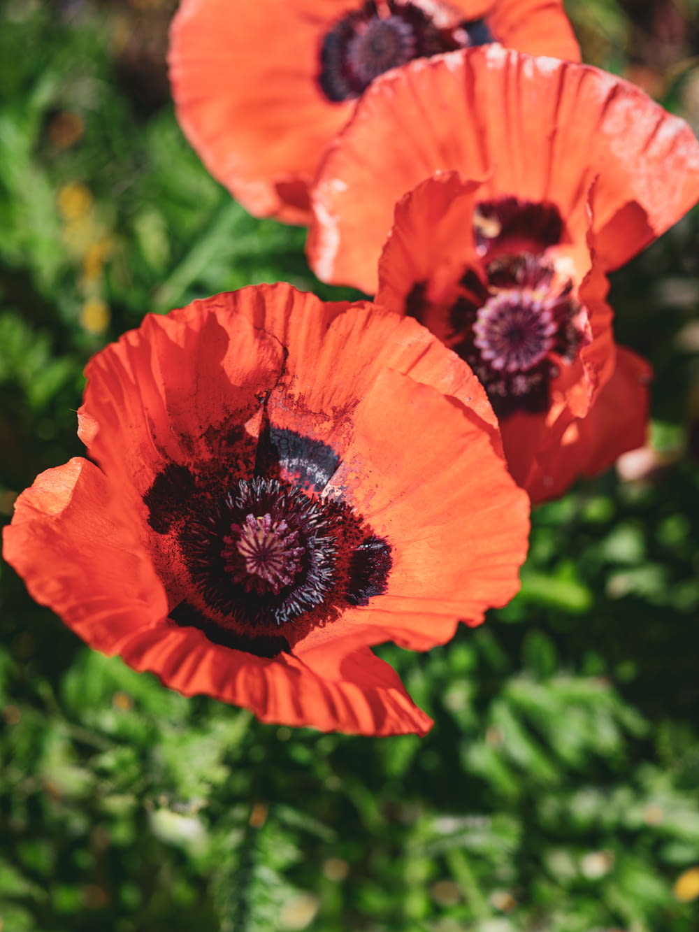red poppy flowers in close-up photography