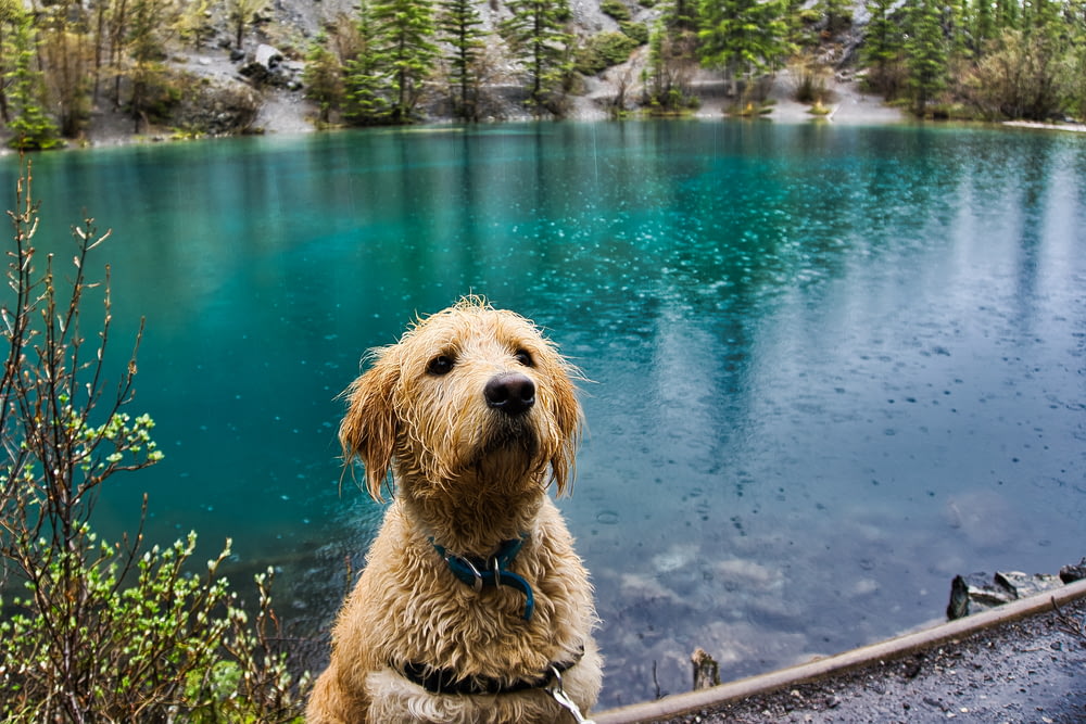 pet dog near body of water