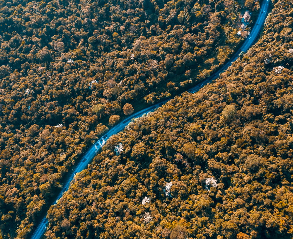 aerial photo of road and trees