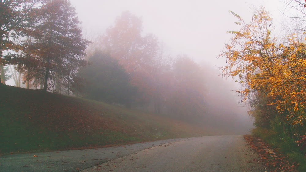gray concrete road surrounded with trees on foggy times