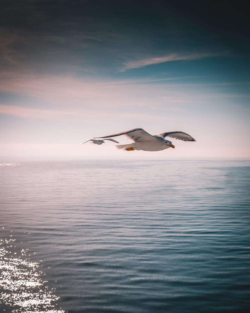 Photographie d’oiseau volant au-dessus de l’océan