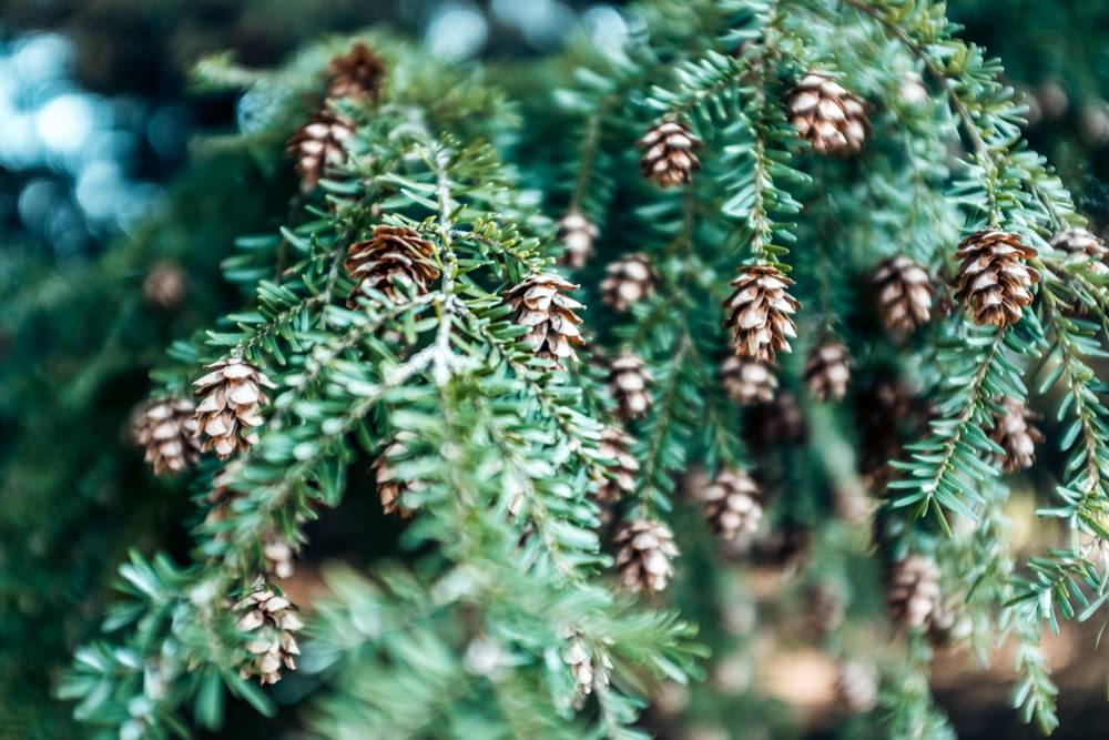 pine cone plant