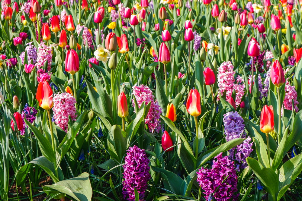 letto di tulipani e fiori di giacinto
