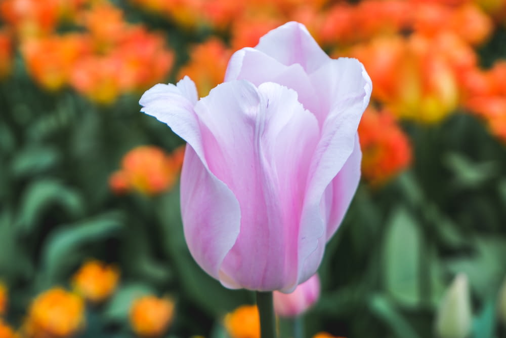 fleur de tulipe rose en gros plan photo