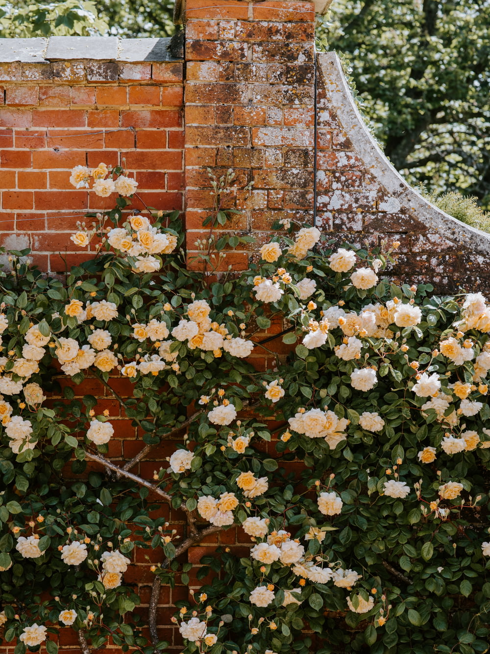 white rose bushes near brick wall