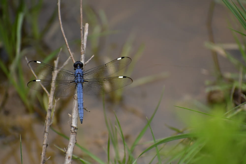 blue dragonfly on the stick