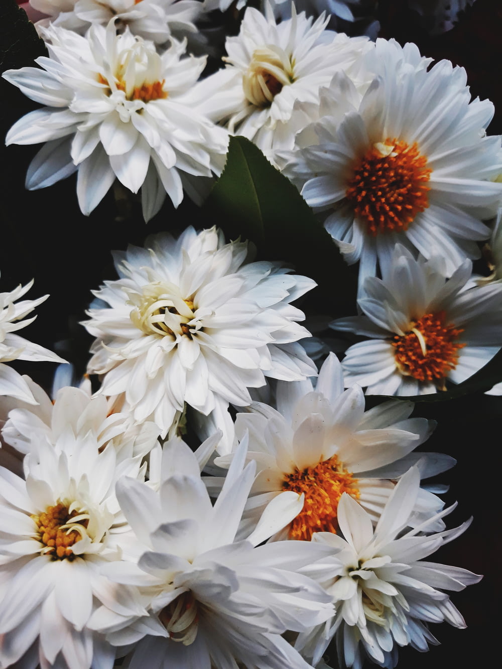 Photographie sélective de fleurs de chrysanthème blanc en fleurs