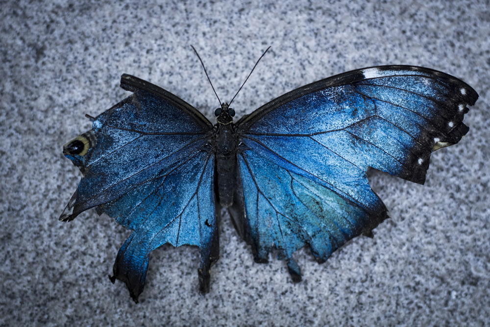 blue and black butterfly