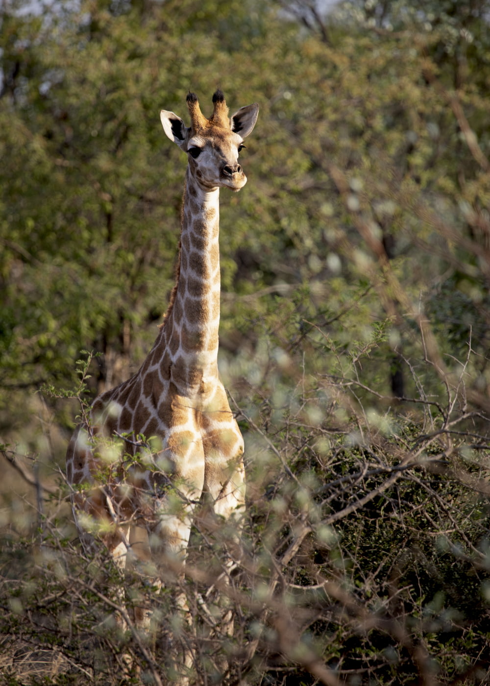 giraffe photo across trees