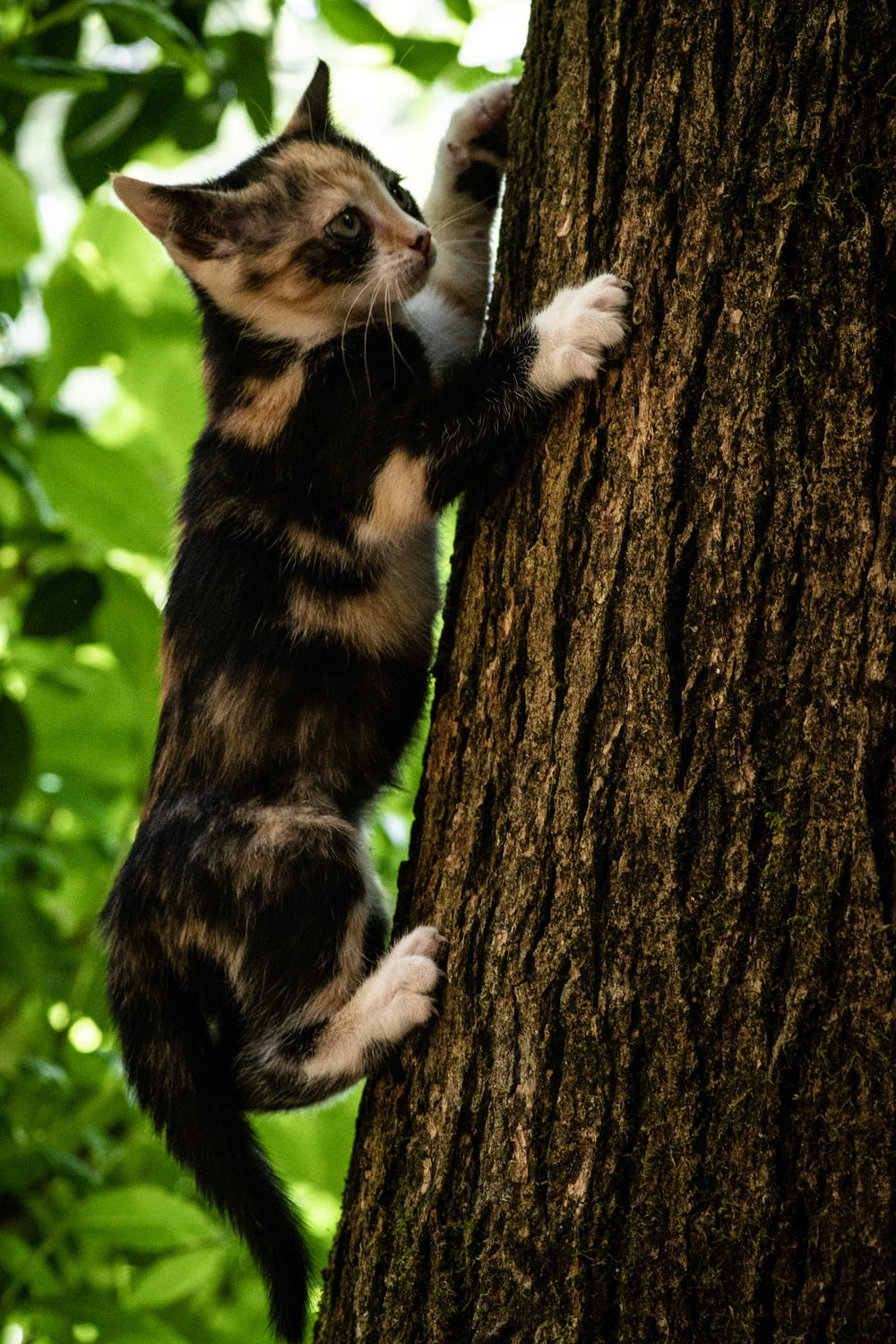 black and brown cat on tree trunk during daytim e