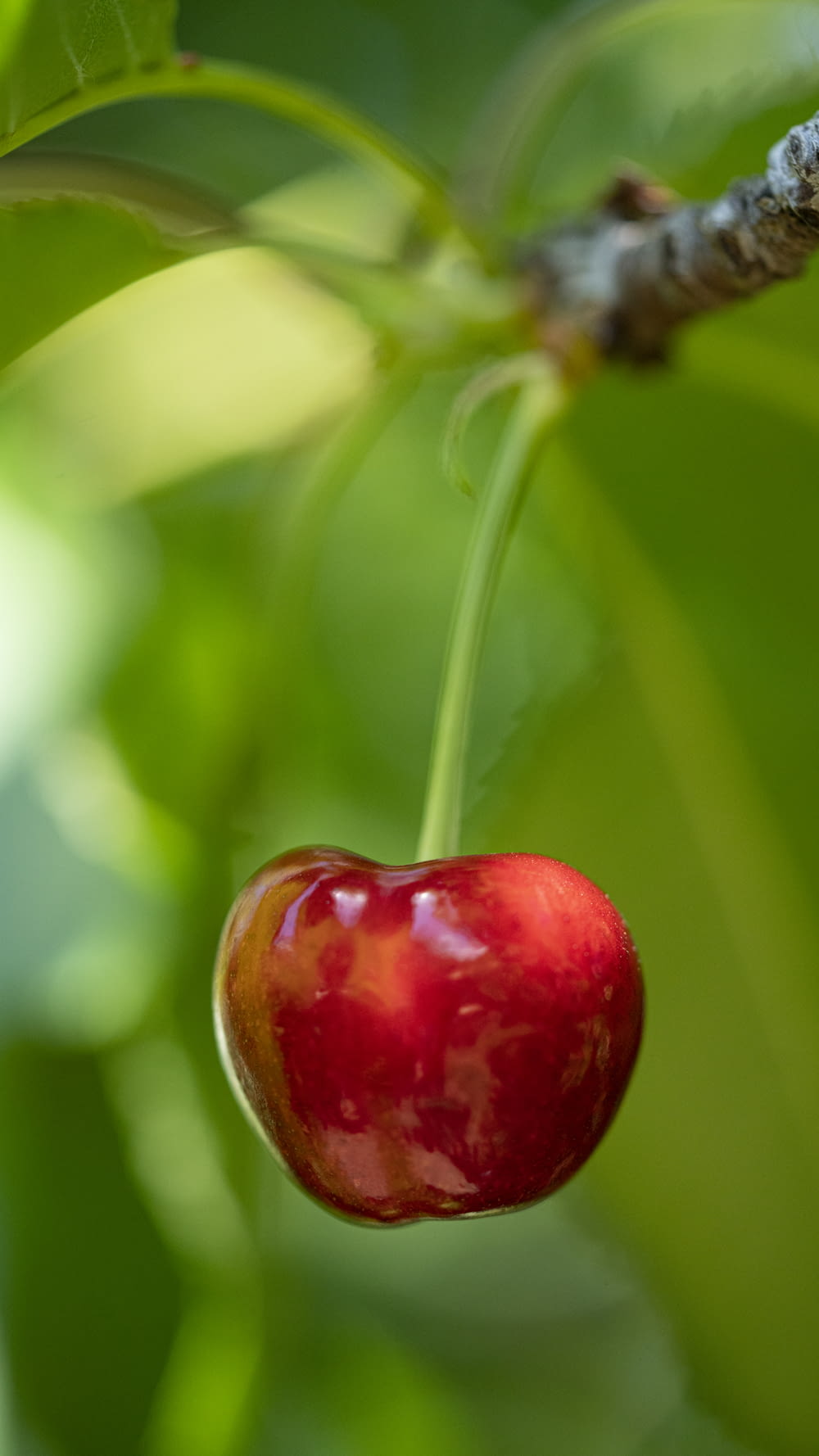 red cherry fruit