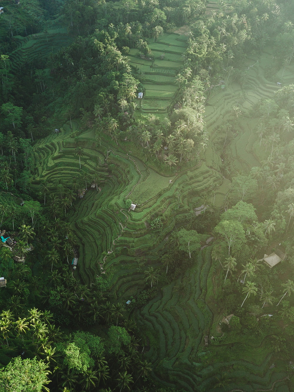 Luftaufnahmen von Reisterrassen bei Tag