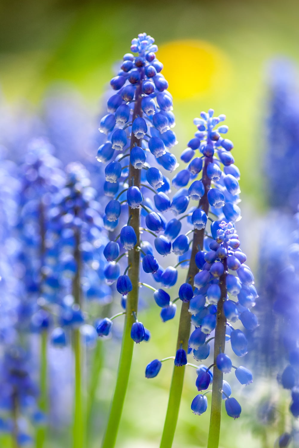 blue flowers close-up photo