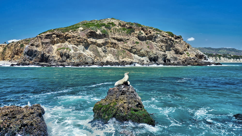 seal on rock near body of water