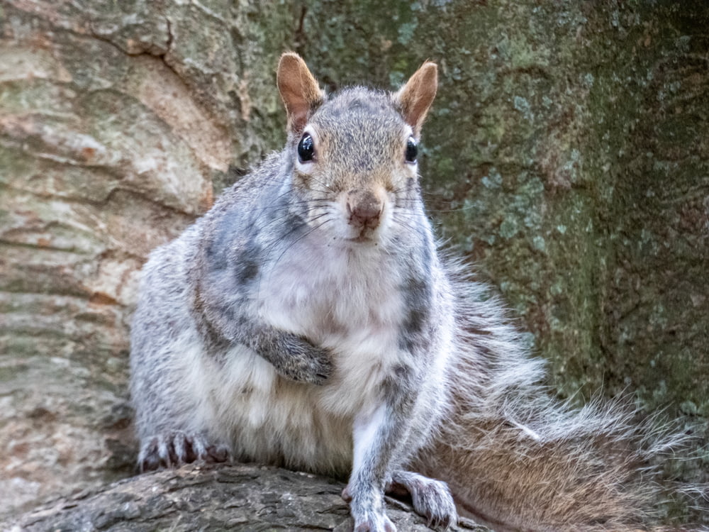 wildlife photo of white and gray squirrel