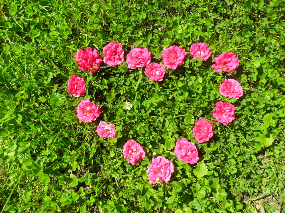 pink flowers on green plants