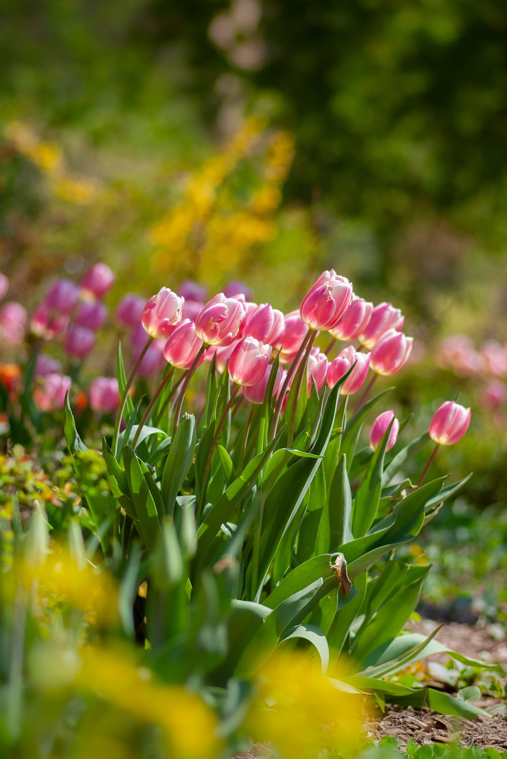 pink tulip flower plants