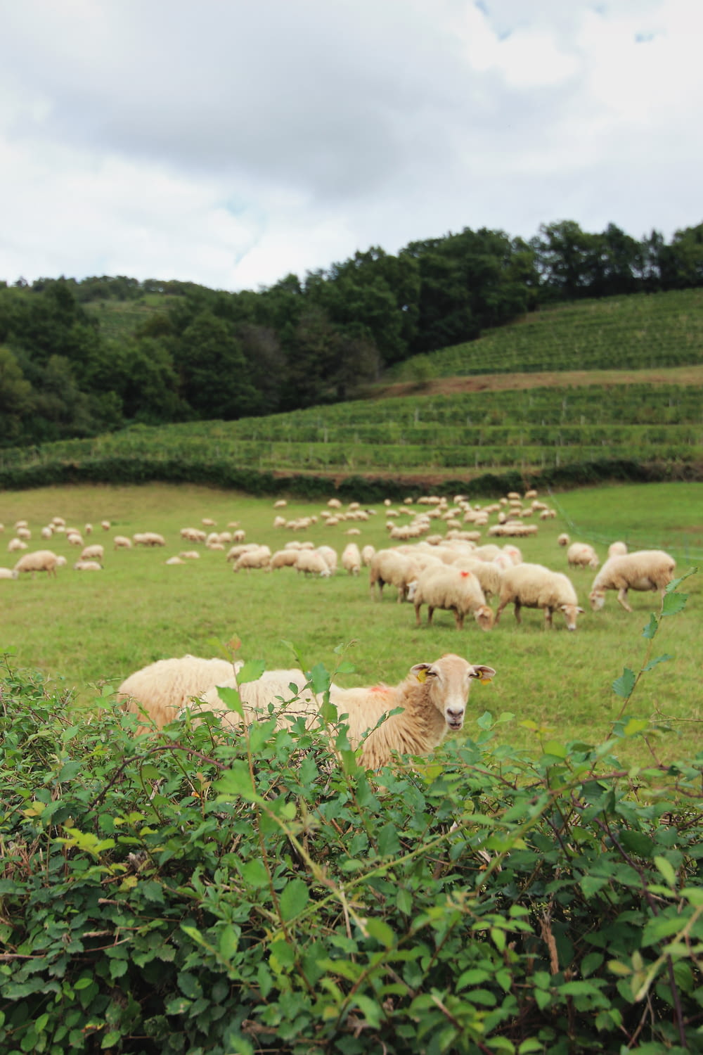 herd of sheep on green field during daytime