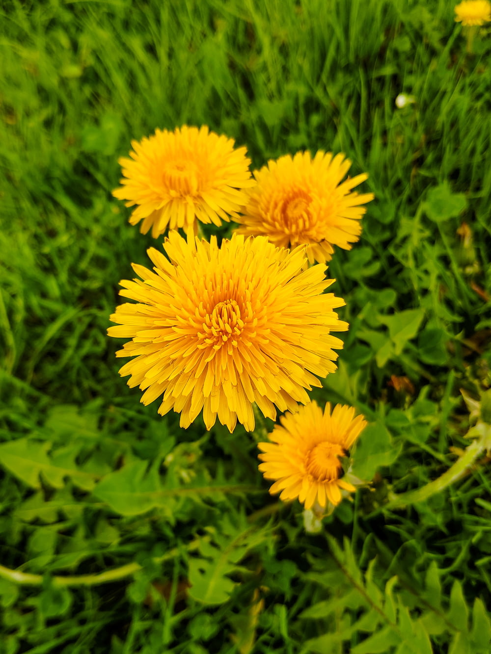 quatro flores de pétalas amarelas