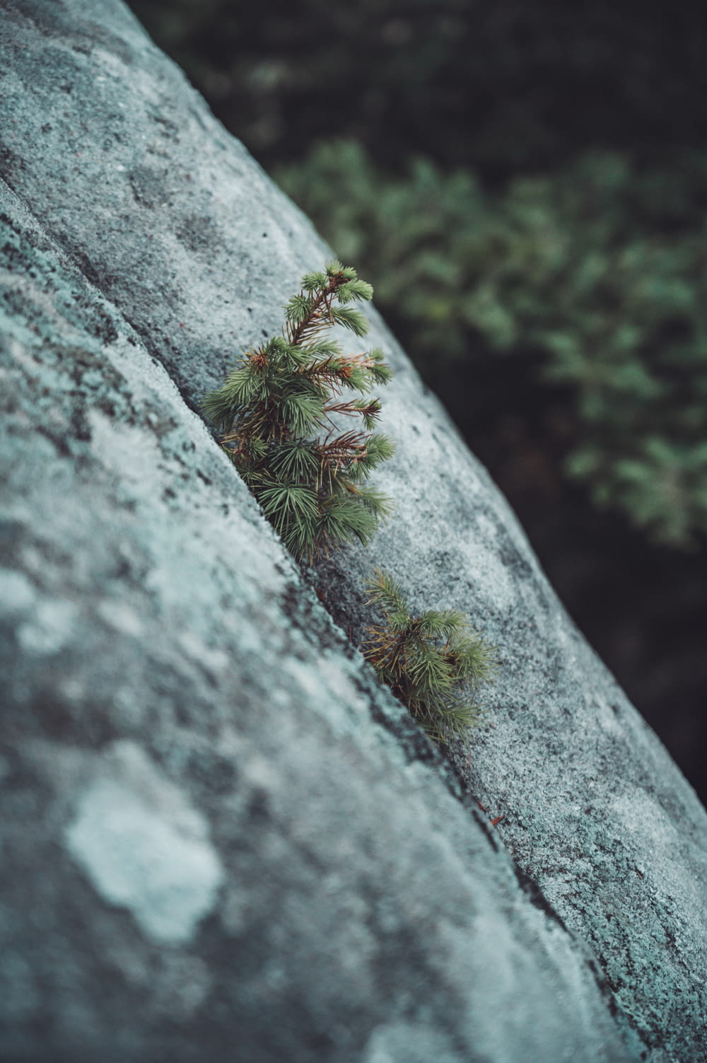 a pine tree growing out of a crack in a rock