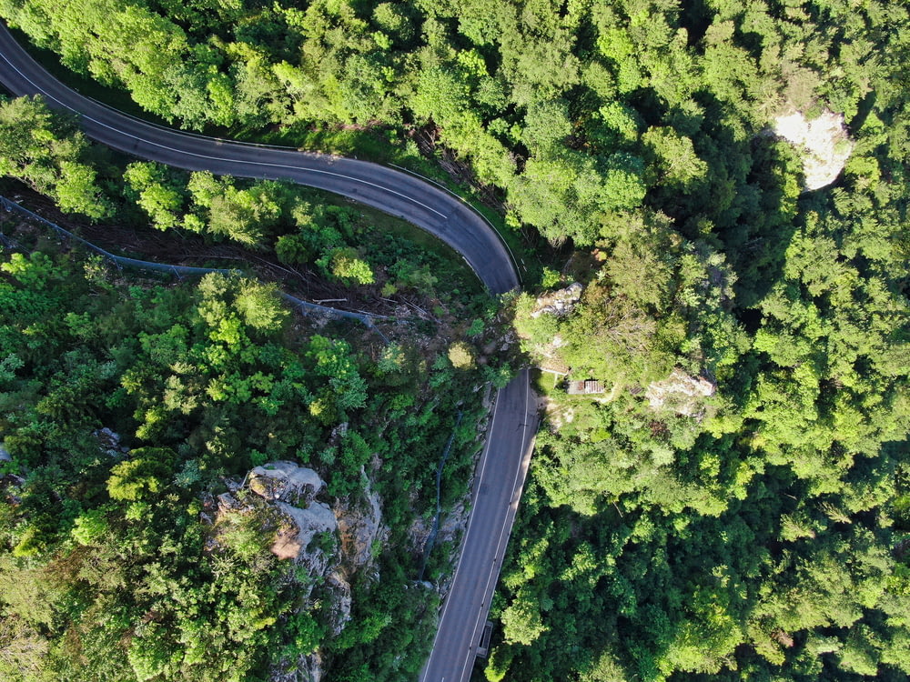 나무로 둘러싸인 회색 콘크리트 도로의 하이 앵글 사진
