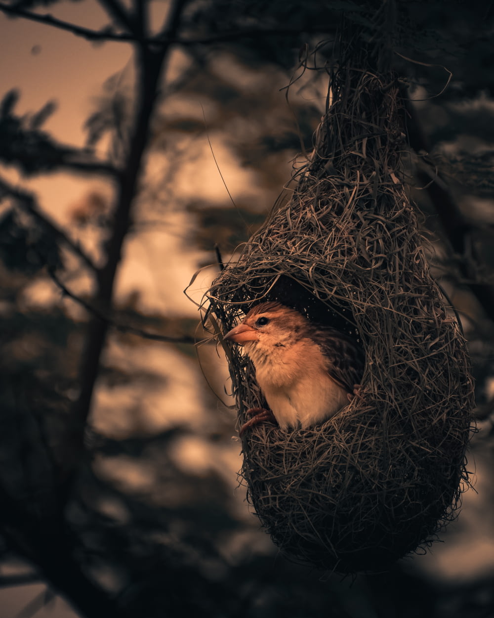 oiseau brun à l’intérieur d’un nid d’oiseaux brun