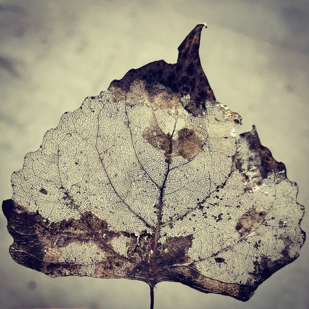 grayscale photography of leaf