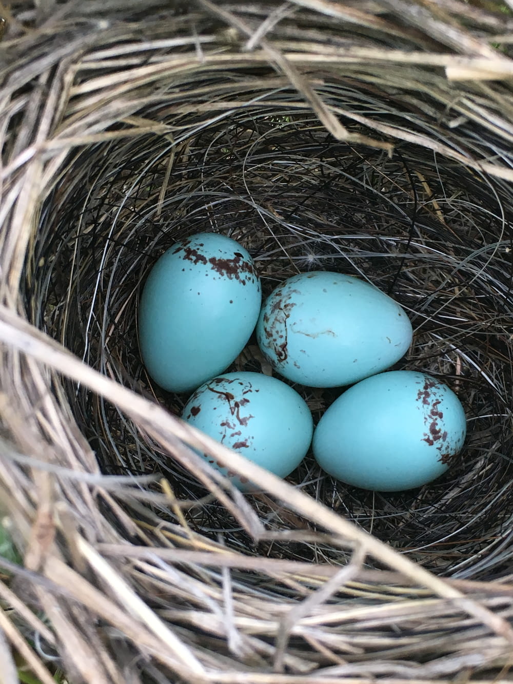 Vier blaue Eier im Nest