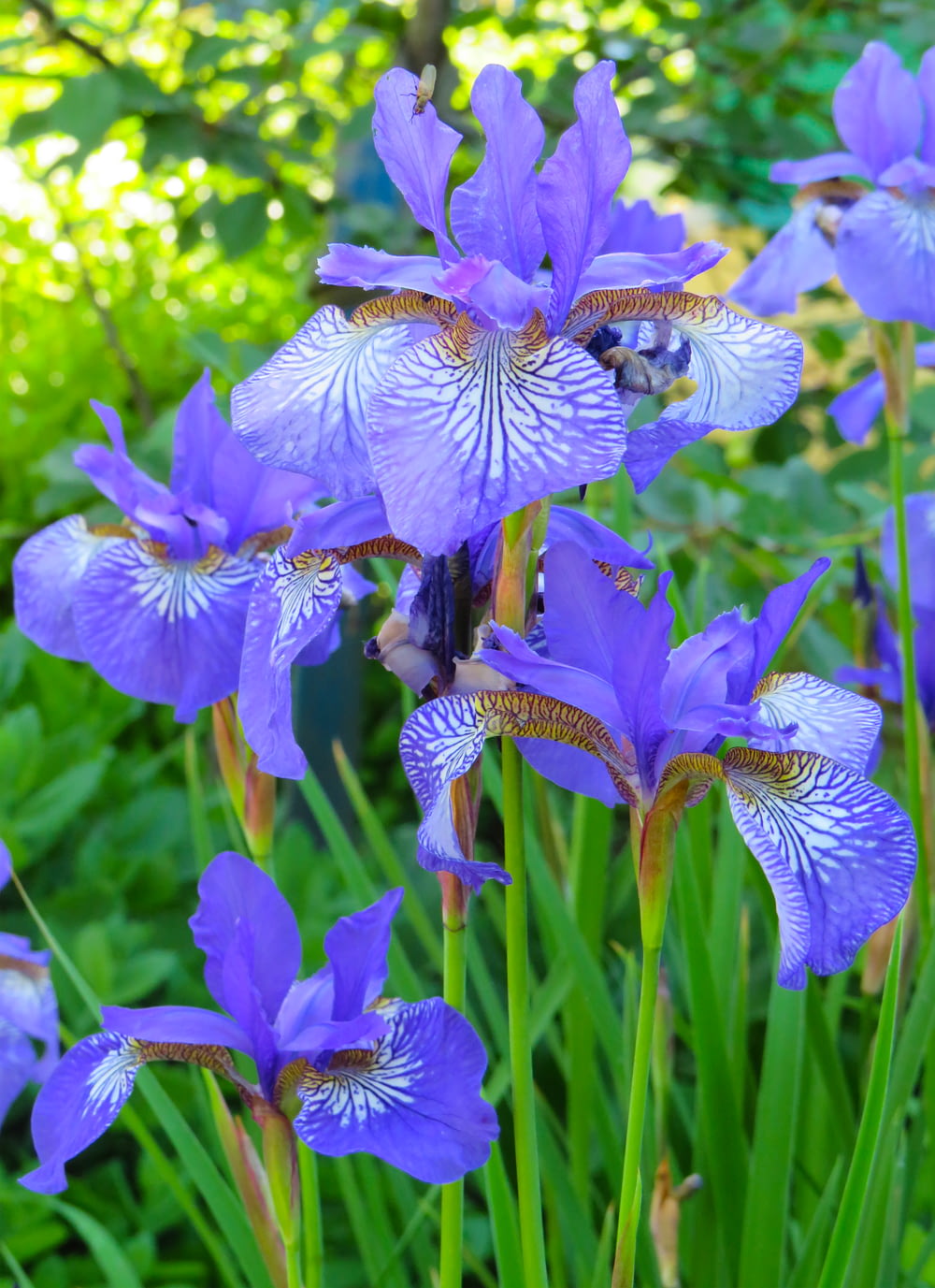 violette und weiße Blüten