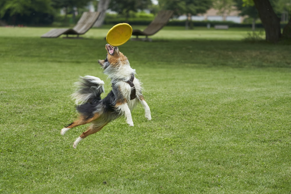 Cão preto e marrom pegando disco voador amarelo
