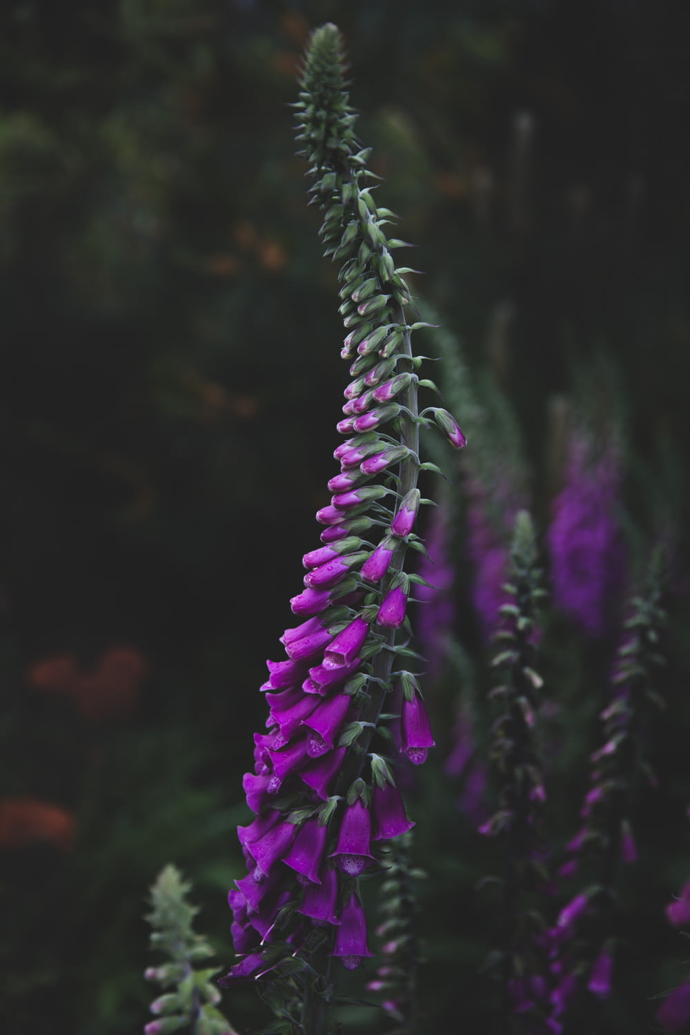 shallow focus photography of green-leafed plant with purple flowers