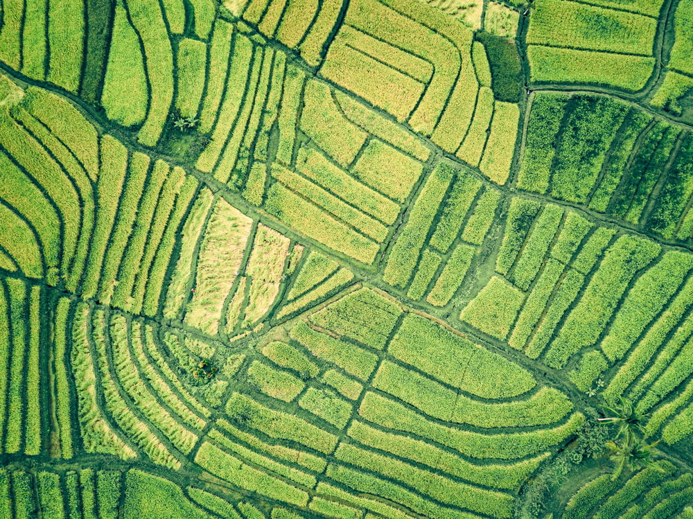 Veduta aerea del campo verde