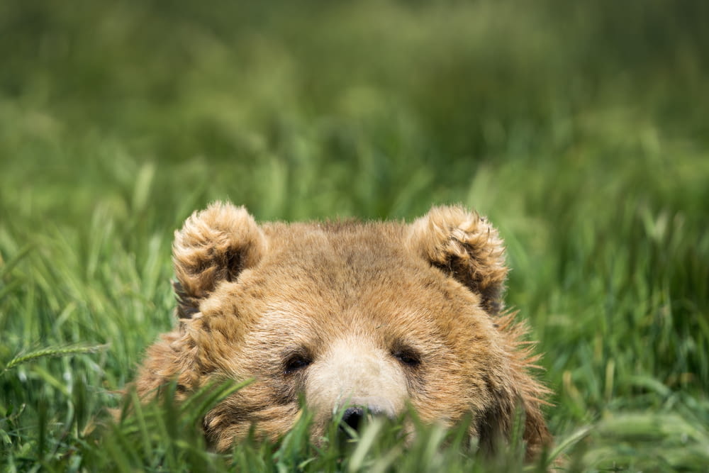 brown bear hiding on green grass