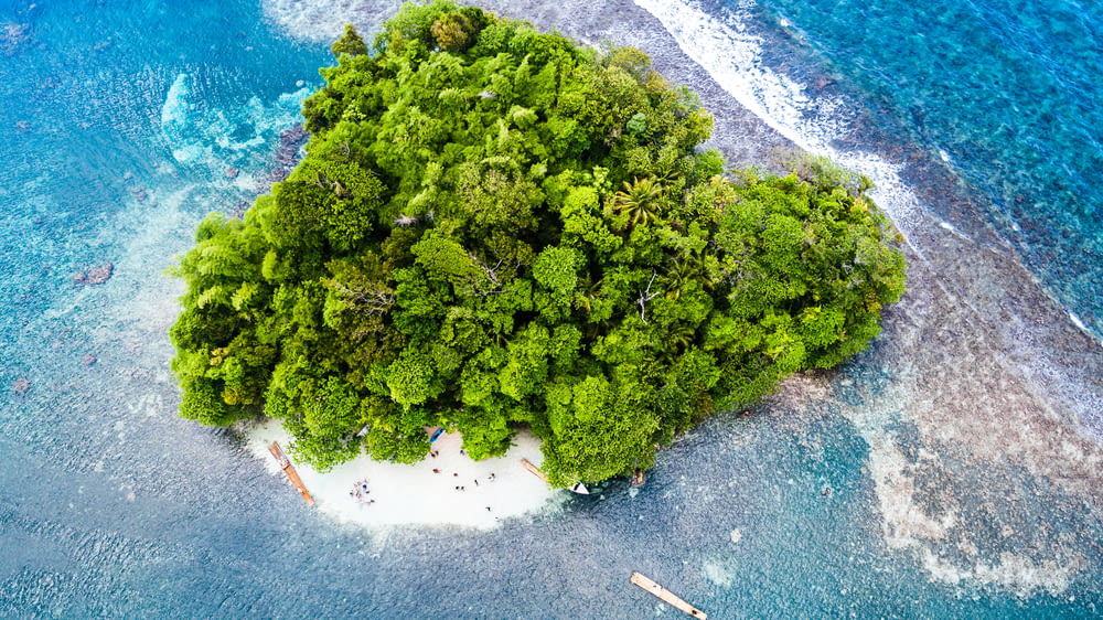 aerial photography of green trees on white island