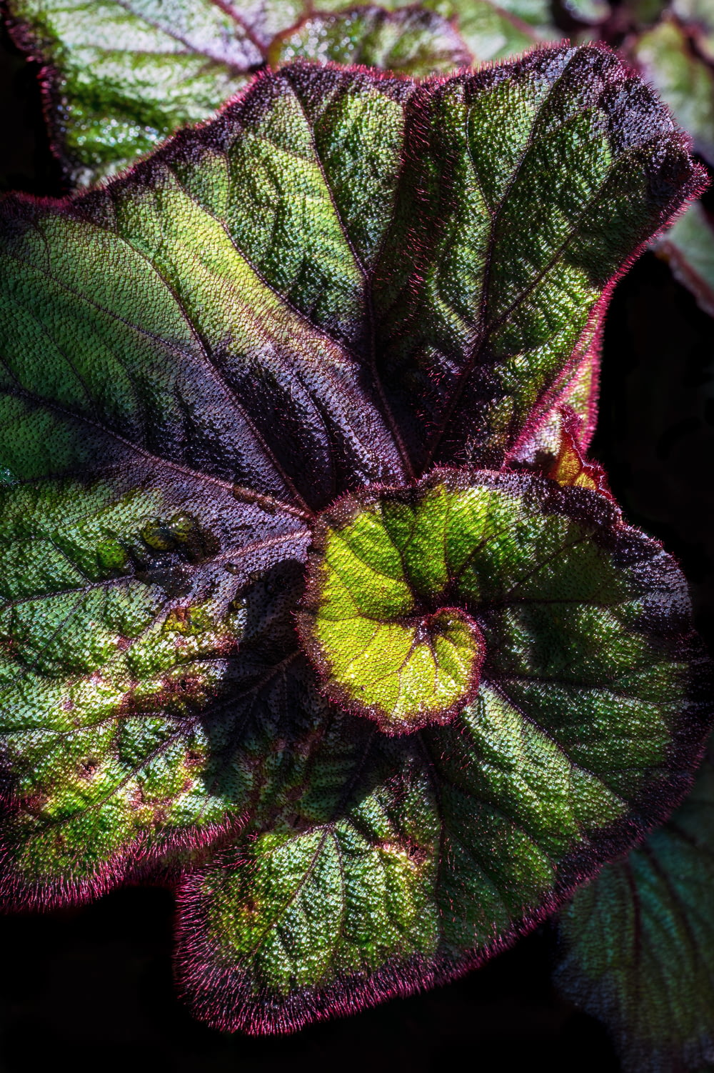green and maroon leaf plant