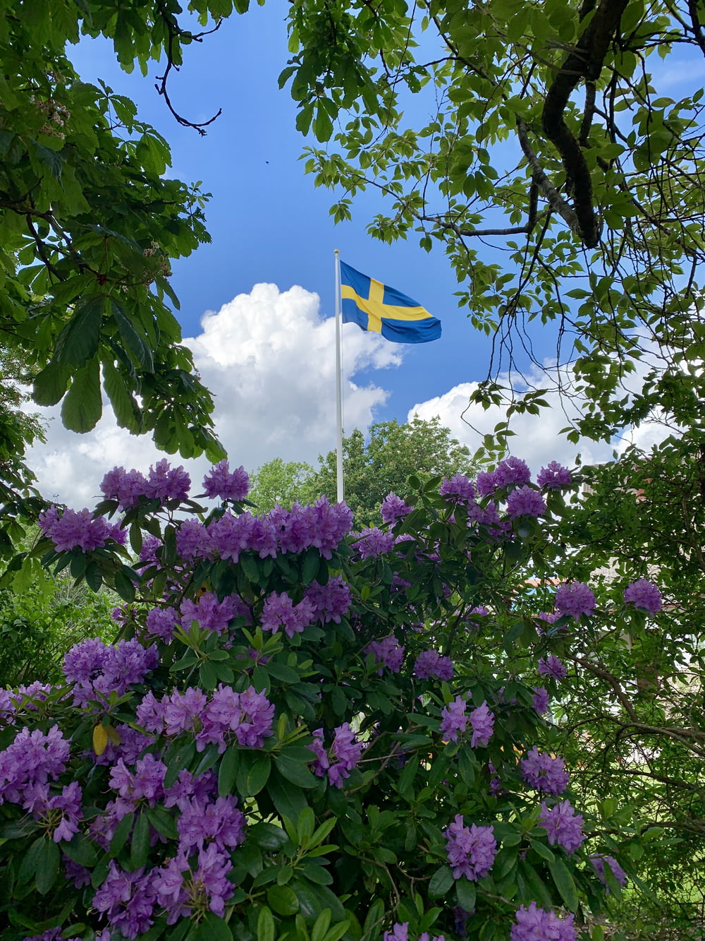 bandeira azul com cruz amarela no meio perto de arbustos de flores roxas