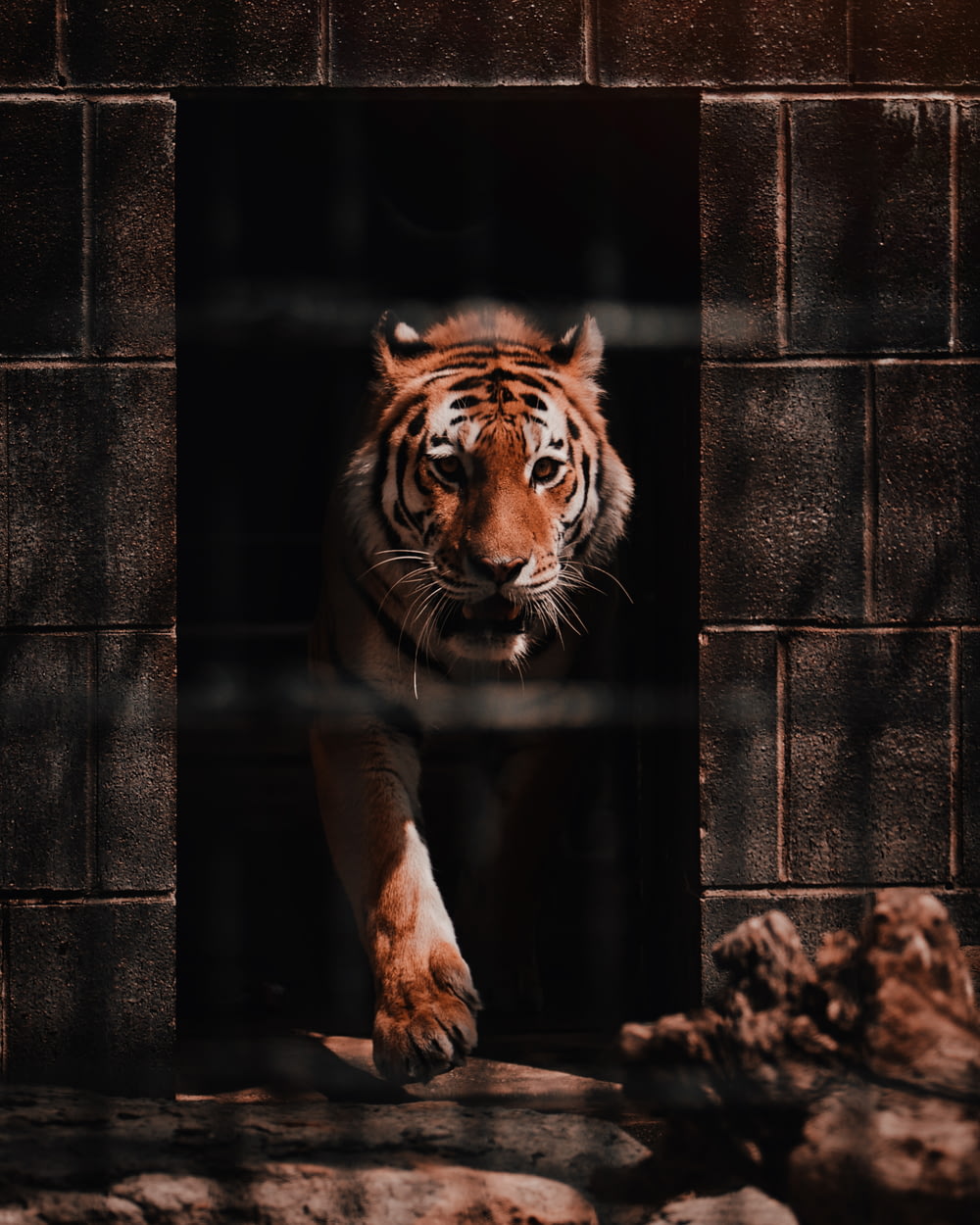 brown tiger