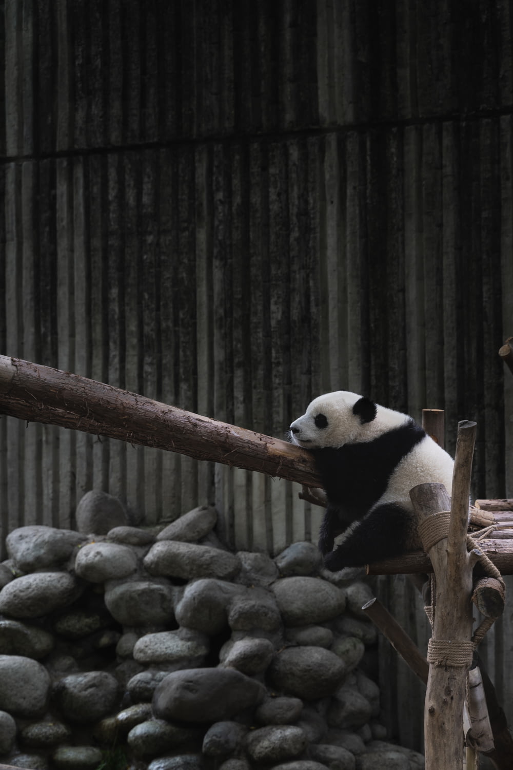 Panda branco e preto na madeira
