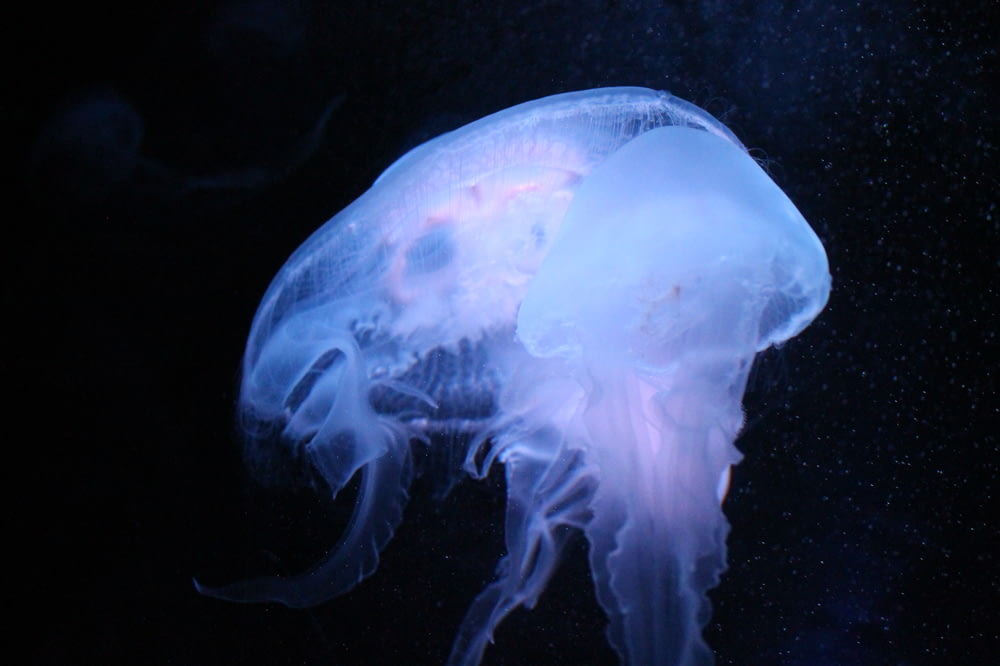 a jellyfish swimming in the water at night
