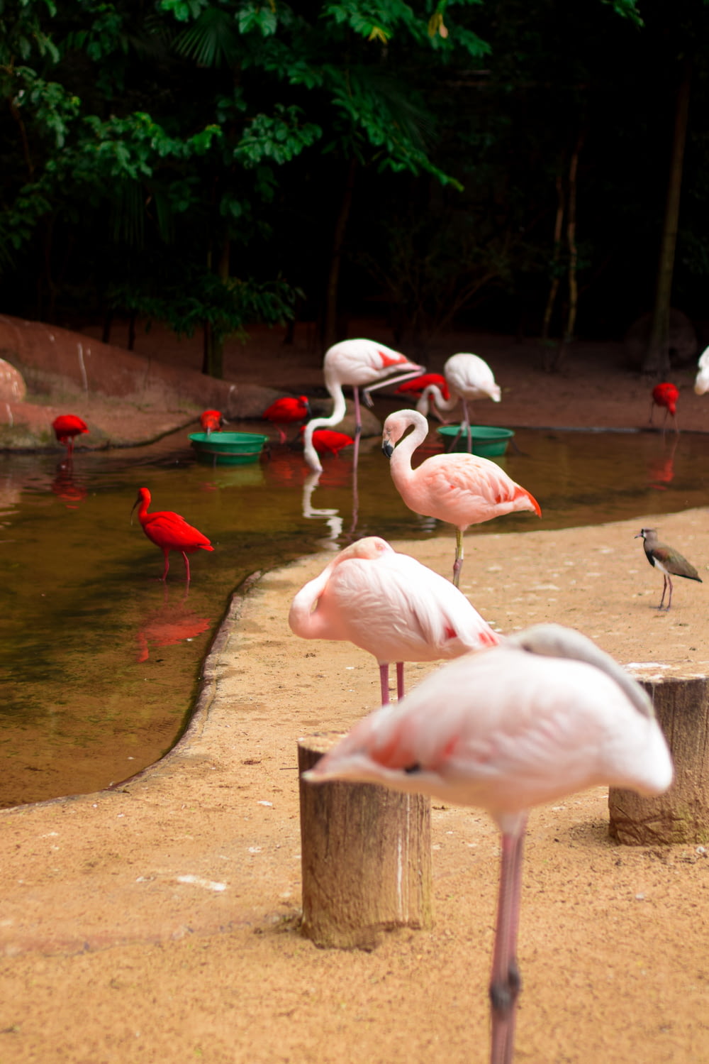 Flamingos in der Nähe von Gewässern