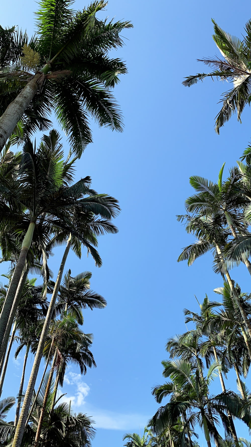 green coconut trees under blue sky in low angle photography