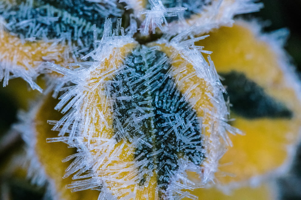 gelo se formando na flor